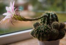 Щоб кактус не засох: як правильно доглядати за цими невибагливими рослинами, чим поливати і як часто  Як доглядати за кактусом