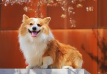 Виявляється, ми не президенти, а… собаки: яких рис чотирилапих друзів запозичили знаки зодіаку Всі ми трішки собаки