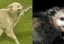 Тварини теж полюбляють футбол: собака, кіт, опосум вибігли на поле прямо під час матчу, наробивши галасу Тварини перервали футбольний матч